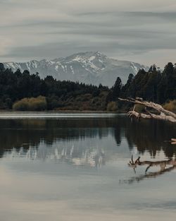 Scenic view of lake by trees against sky