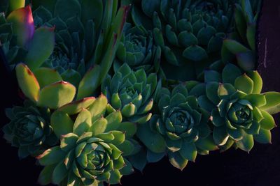 High angle view of succulent plant