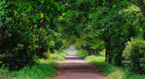 Narrow pathway along trees