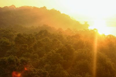 Trees in forest against bright sun