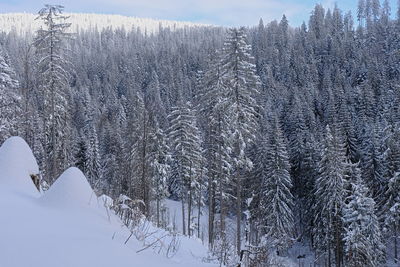 Snow covered pine trees in forest