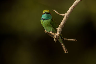 Close-up of bird perching on branch