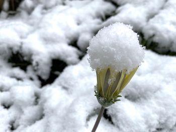 Close-up of frozen plant
