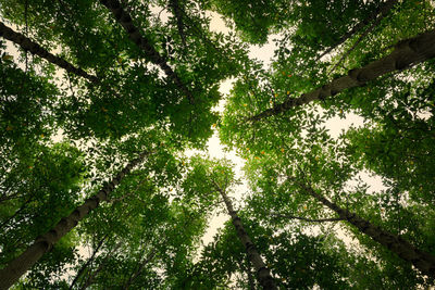 Low angle view of tree against sky