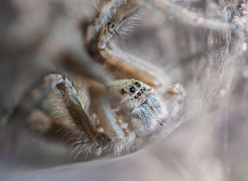 Close-up of spider