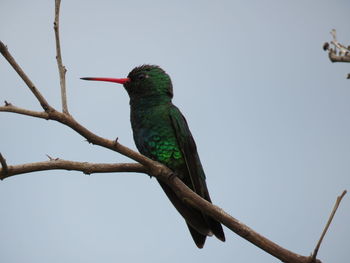 Low angle view of bird perching on branch against sky