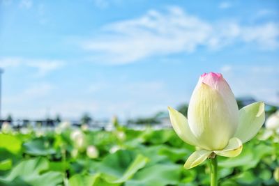 Water lily blooming on field against sky