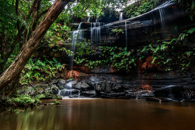 Scenic view of forest