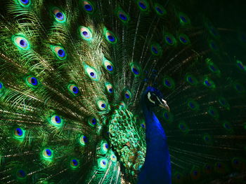 Close-up of peacock