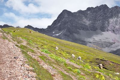 Cows grazing on mountain against sky