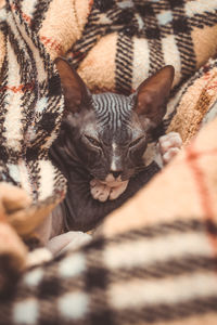 Close-up portrait of a cat