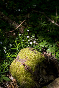 Close-up of small plant growing on rock