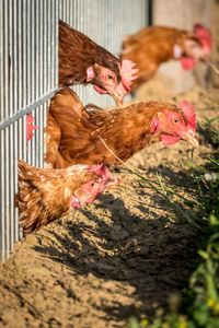 Pigeons in a farm