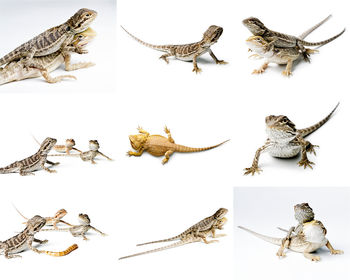 High angle view of birds on white background