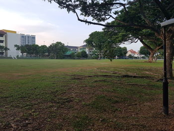 Trees on grassy field