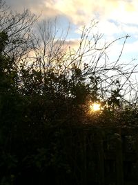 Close-up of silhouette trees against sky during sunset