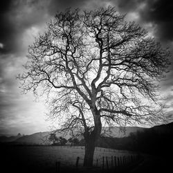 Silhouette tree on beach against sky