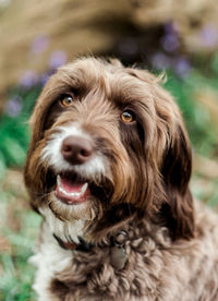 Close-up portrait of dog
