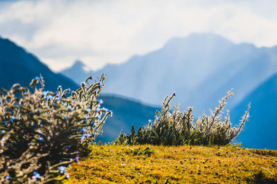 Scenic view of flowering plants against sky