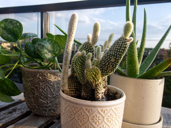 Close-up of potted plant