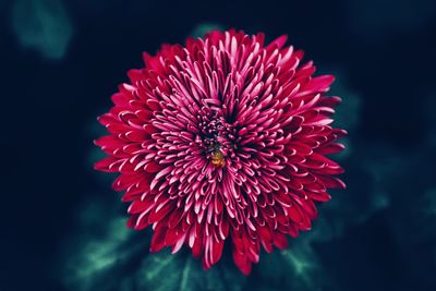 Close-up of red dahlia blooming outdoors