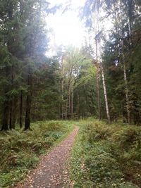 Road passing through forest