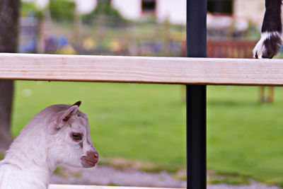 Side view of lamb on farm