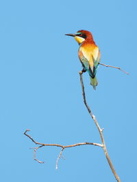 Low angle view of bird perching on branch against clear blue sky