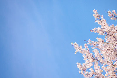 Low angle view of cherry blossom against clear blue sky