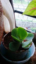 High angle view of cactus plants