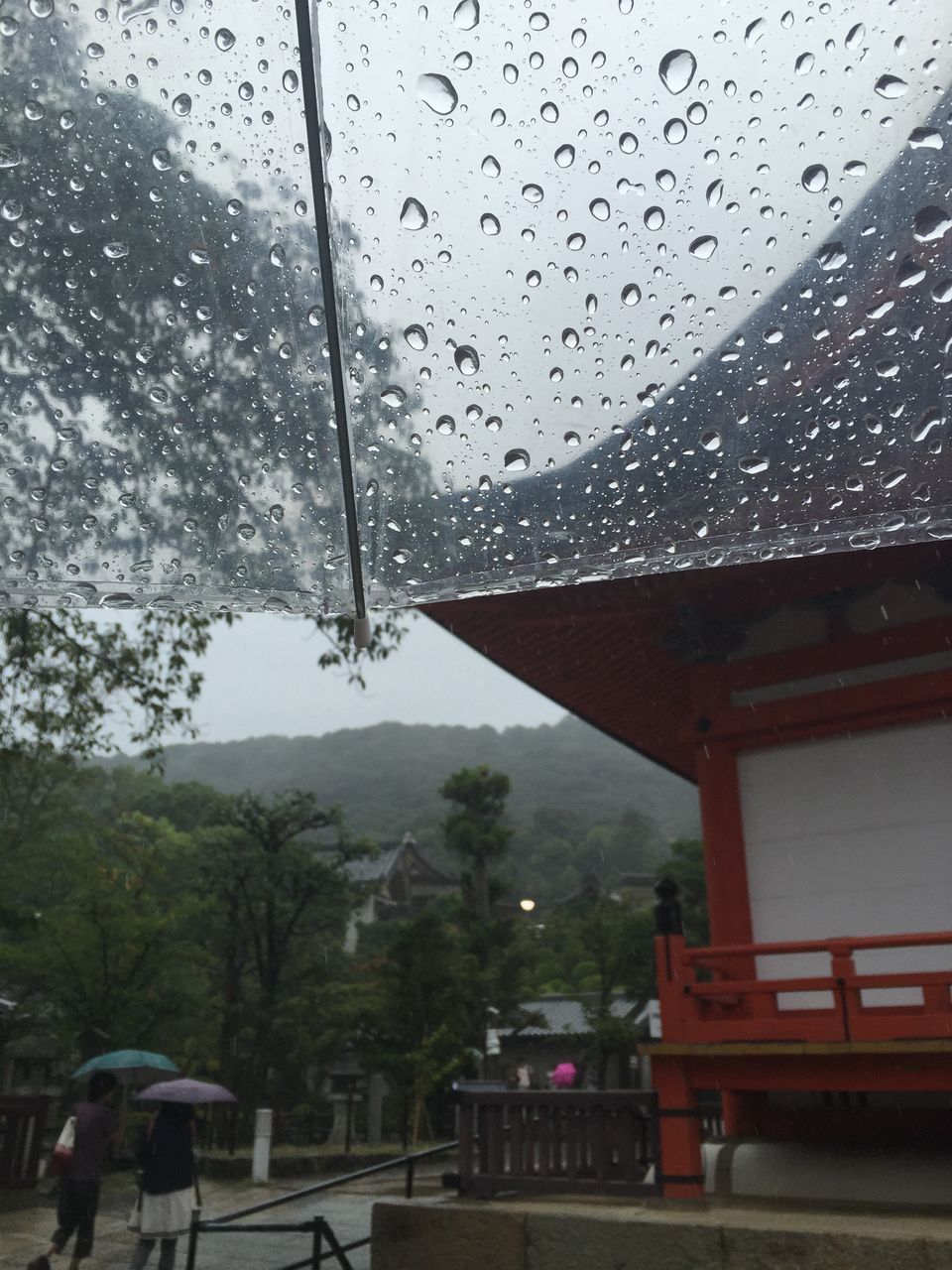 building exterior, architecture, built structure, water, wet, window, tree, rain, drop, city, building, reflection, day, glass - material, residential building, outdoors, house, transparent, no people, growth