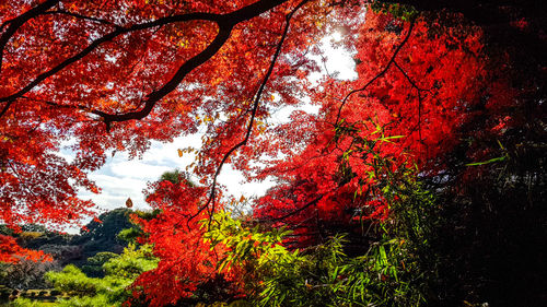 Low angle view of trees against sky during autumn