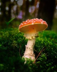 Close-up of fly agaric mushroom