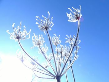 Low angle view of flowers against clear blue sky