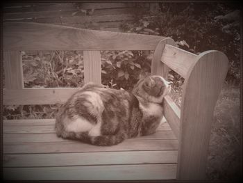 Dog sleeping on couch