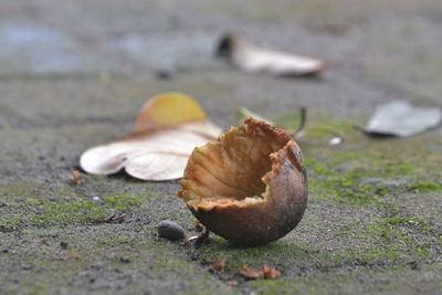 Close-up of orange fruit on dry land