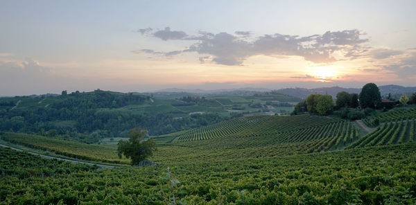 Scenic view of agricultural field against sky during sunset