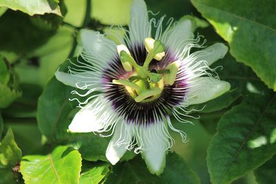 Close-up of purple flowering plant