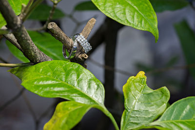 Close-up of rings on plant