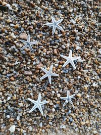 High angle view of leaves on beach