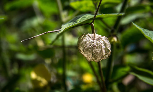 Close-up of winter cherry hanging from plant