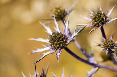Close-up of flowers against blurred background