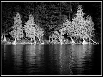 Reflection of trees in water