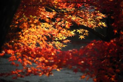 Close-up of maple tree during autumn