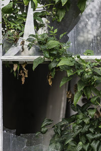 Close-up of ivy hanging on tree