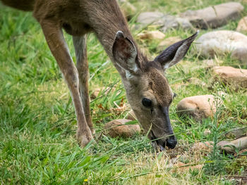 Deer grazing on grassy field