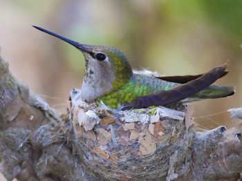 Close-up of colibri on blurred background