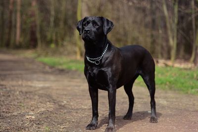 Black labrador standing on field