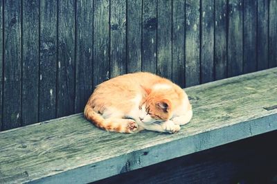 Portrait of cat on wooden floor