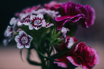 Close-up of pink flowers